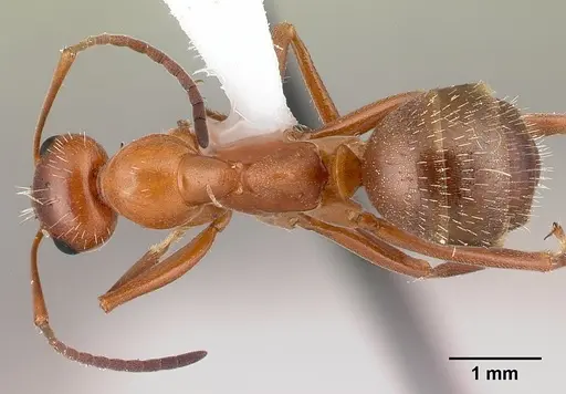 Formica dolosa specimen CASENT0179861 image casent0179861_1