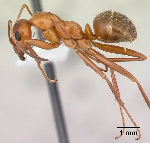 Formica dolosa specimen CASENT0179861 image casent0179861_3