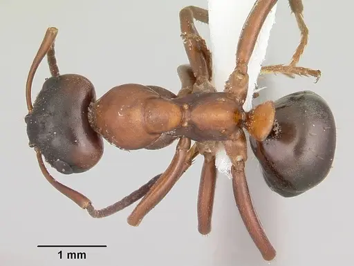 Formica emeryi specimen CASENT0104866 image casent0104866_1