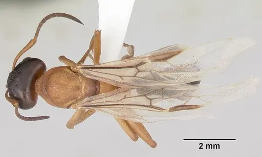 Formica emeryi specimen CASENT0104867 image casent0104867_1