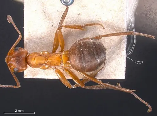 Formica exsecta specimen ANTWEB1008393 image antweb1008393_1