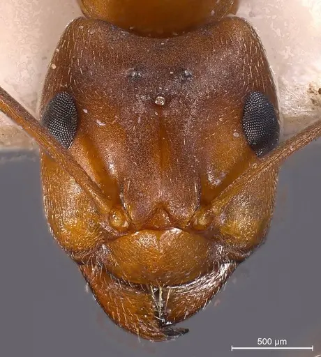 Formica exsecta specimen ANTWEB1008393 image antweb1008393_3