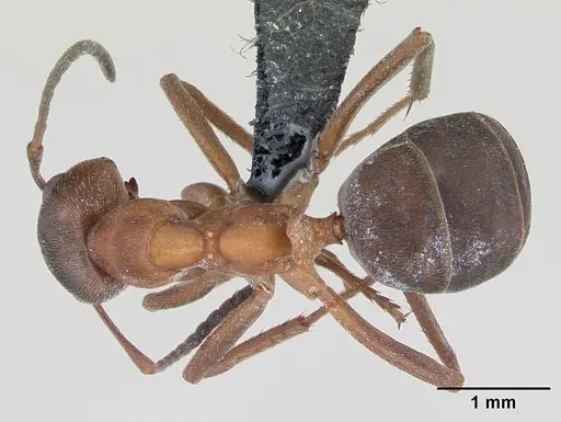 Formica exsecta specimen CASENT0173161 image casent0173161_1