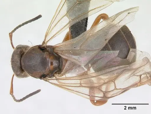 Formica exsecta specimen CASENT0173162 image casent0173162_1