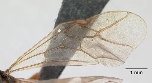 Formica exsecta specimen CASENT0173162 image casent0173162_4
