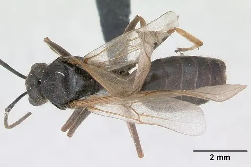 Formica exsecta specimen CASENT0173163 image casent0173163_1