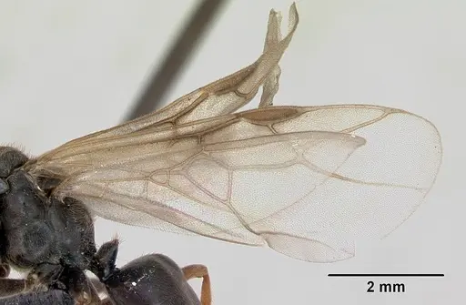 Formica exsecta specimen CASENT0173163 image casent0173163_4