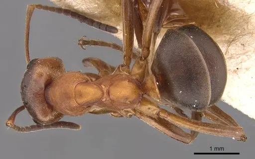 Formica exsecta specimen CASENT0905703 image casent0905703_1