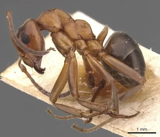 Formica exsecta specimen CASENT0905703 image casent0905703_3