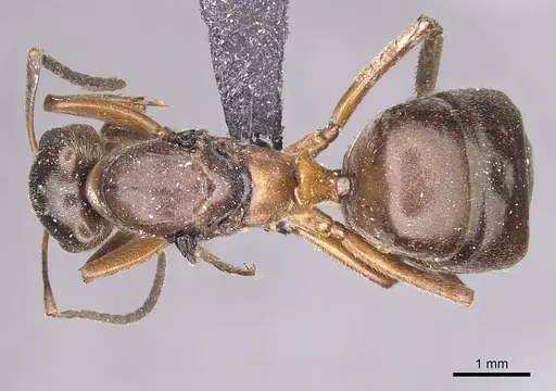Formica exsecta specimen CASENT0911090 image casent0911090_1