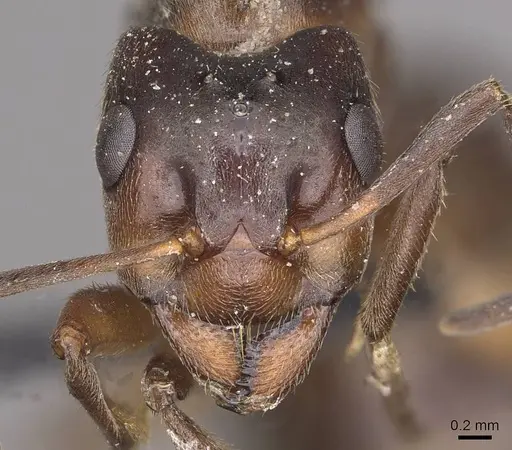 Formica exsecta specimen CASENT0911090 image casent0911090_2