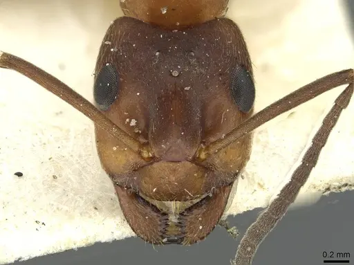 Formica exsecta specimen CASENT0913659 image casent0913659_2
