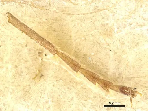 Formica exsecta specimen CASENT0915377 image casent0915377_1