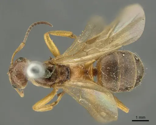 Formica exsecta specimen CASENT0915632 image casent0915632_1