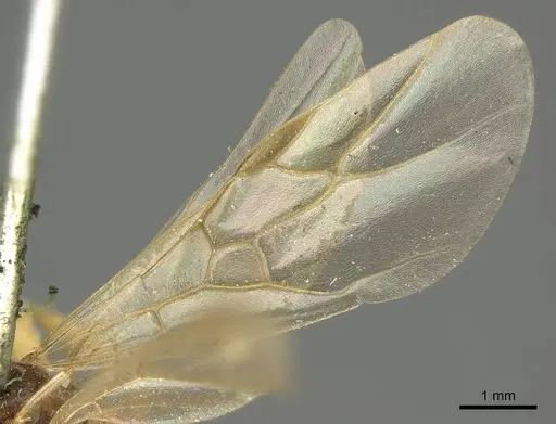 Formica exsecta specimen CASENT0915632 image casent0915632_4