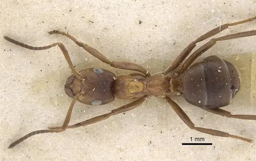 Formica exsecta specimen CASENT0917233 image casent0917233_1