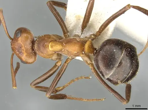 Formica exsectoides specimen CASENT0911093 image casent0911093_1