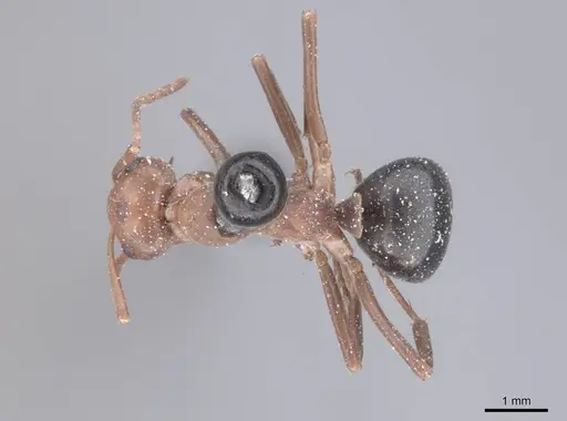 Formica exsectoides specimen FMNHINS0000046254 image fmnhins0000046254_1