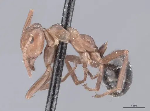 Formica exsectoides specimen FMNHINS0000046254 image fmnhins0000046254_3