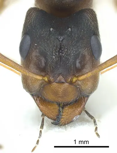 Formica fennica specimen ANTWEB1041259 image antweb1041259_1