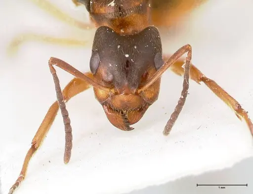 Formica fennica specimen FOCOL0763 image focol0763_3