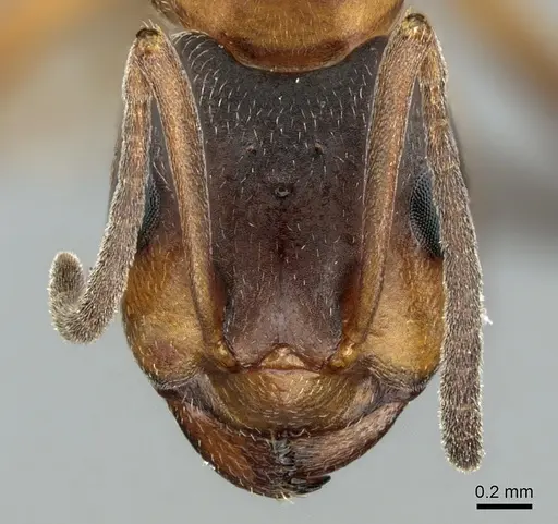 Formica forsslundi specimen CASENT0906306 image casent0906306_2