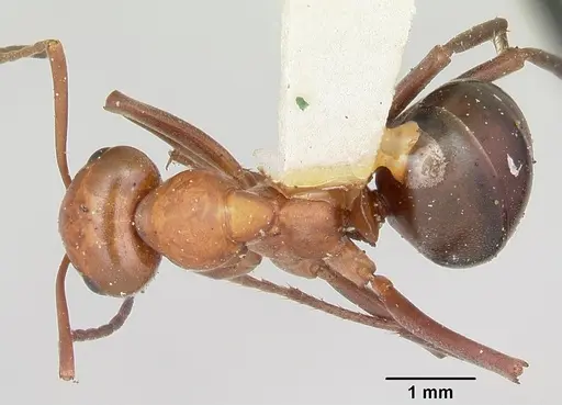 Formica fossaceps specimen CASENT0103366 image casent0103366_1