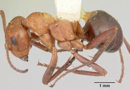 Formica fossaceps specimen CASENT0103366 image casent0103366_3