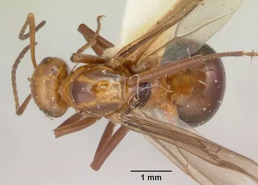 Formica fossaceps specimen CASENT0103367 image casent0103367_1