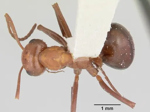 Formica fossaceps specimen CASENT0103368 image casent0103368_1