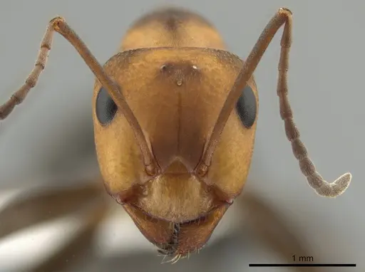 Formica fossaceps specimen CASENT0636286 image casent0636286_2