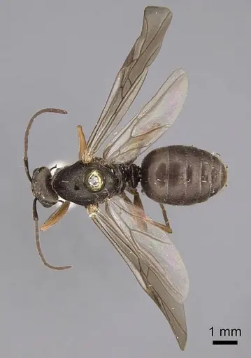 Formica francoeuri specimen CASENT0923042 image casent0923042_2