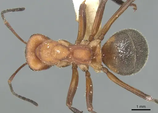 Formica frontalis specimen CASENT0906317 image casent0906317_1