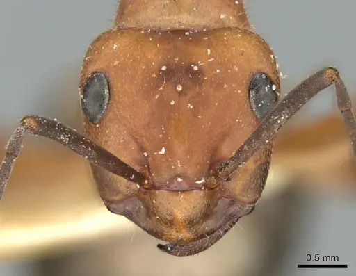 Formica frontalis specimen CASENT0906317 image casent0906317_2