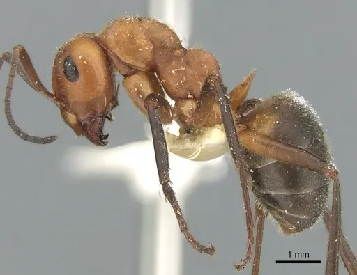 Formica frontalis specimen CASENT0906317 image casent0906317_3