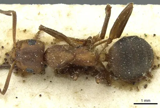 Formica frontalis specimen CASENT0912253 image casent0912253_1