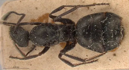 Formica fusca specimen ANTWEB1008409 image antweb1008409_2