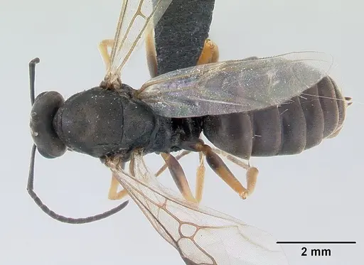 Formica fusca specimen CASENT0178770 image casent0178770_1