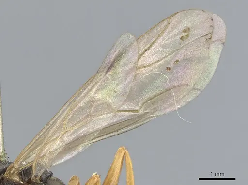 Formica fusca specimen CASENT0903269 image casent0903269_4