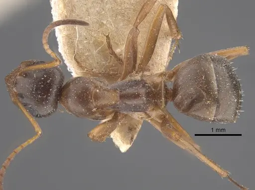 Formica fusca specimen CASENT0917337 image casent0917337_1