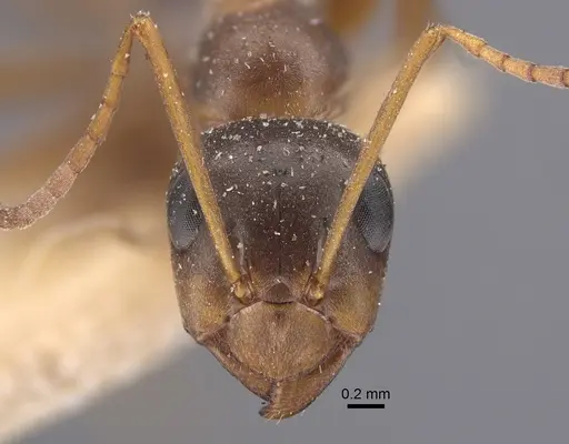Formica fusca specimen CASENT0917337 image casent0917337_3