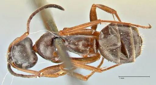 Formica fusca specimen FOCOL2746 image focol2746_1