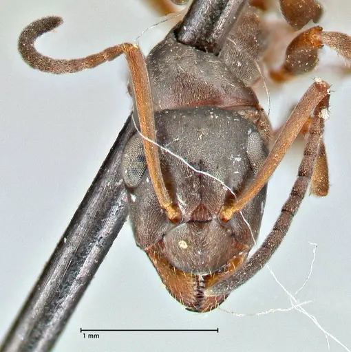 Formica fusca specimen FOCOL2746 image focol2746_2