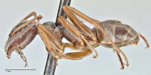 Formica fusca specimen FOCOL2746 image focol2746_3