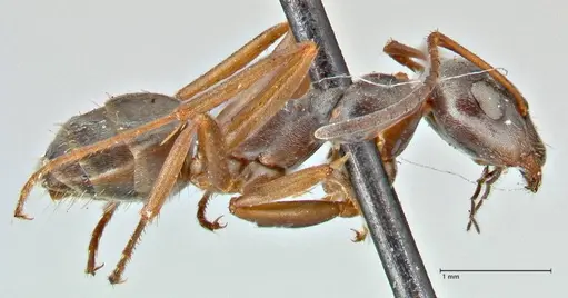 Formica fusca specimen FOCOL2746 image focol2746_4