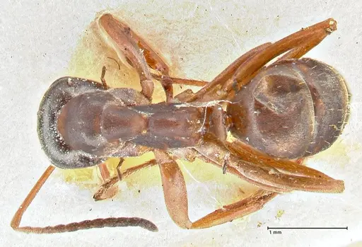 Formica fusca specimen FOCOL2747 image focol2747_1