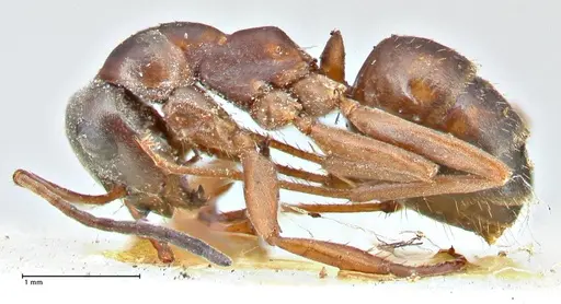 Formica fusca specimen FOCOL2747 image focol2747_3
