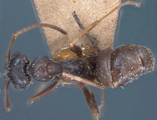 Formica gagates specimen ANTWEB1008396 image antweb1008396_1