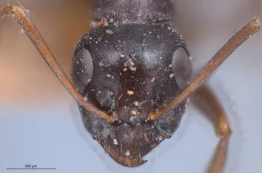 Formica gagates specimen ANTWEB1008396 image antweb1008396_2