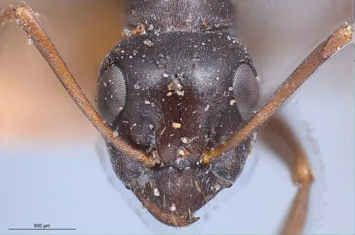 Formica gagates specimen ANTWEB1008396 image antweb1008396_3